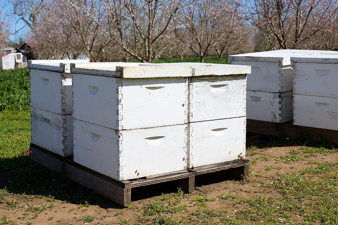 Wikipedia, Beehive