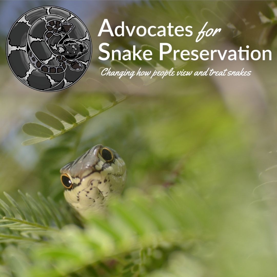 Advocates for Snake Preservation
