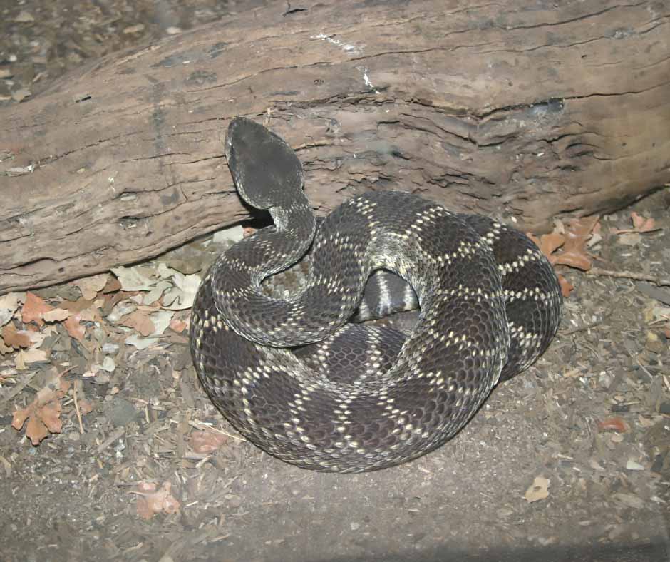 Southern Pacific Rattlesnake, DesertUSA