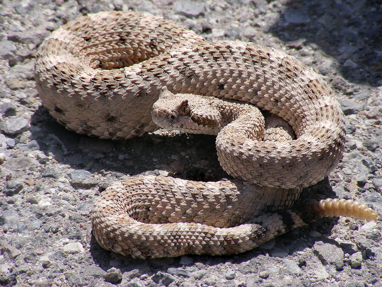 Rattlesnake, Wikipedia