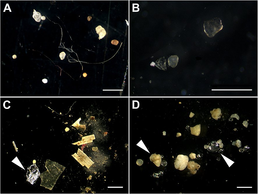 Microplastics in sediment.
