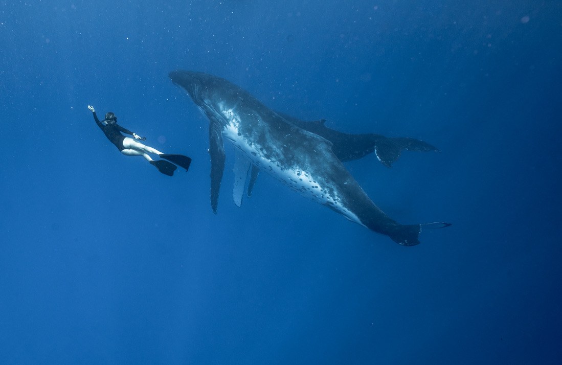 Lindsay McCormick swimming with a whale.