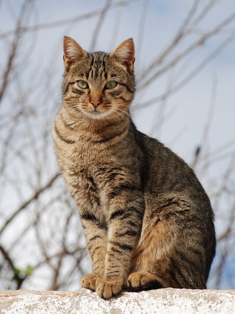 A cat &mdash; stand-in for Suzy&rsquo;s actual foster cat.